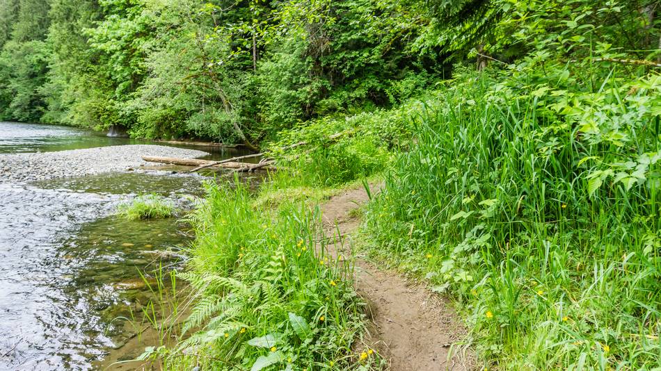 Wanderweg im Grünen neben einem Fluss