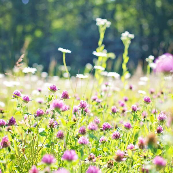 Wildblumenwiese
