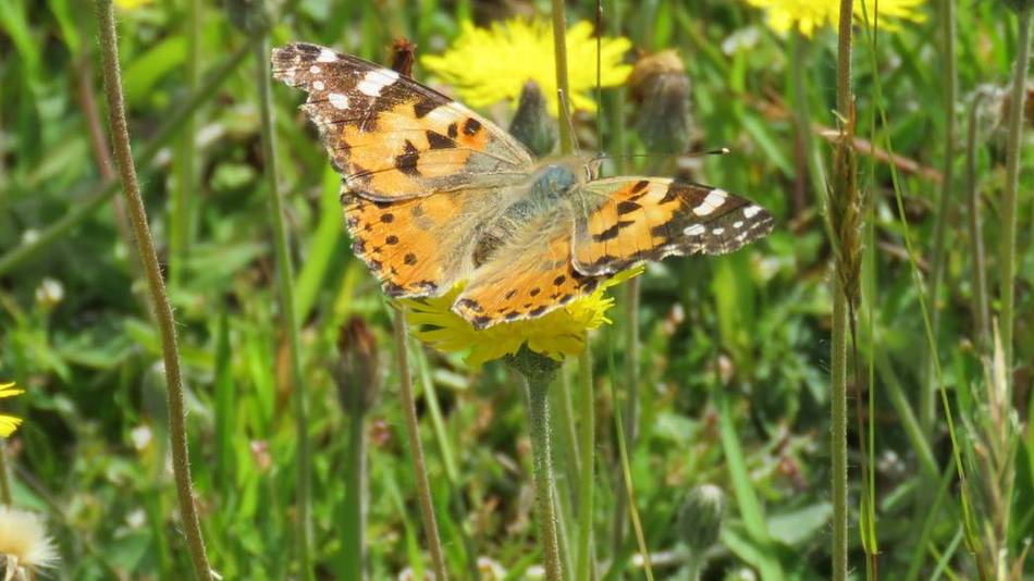 Distelfalter (Vanessa cardui) auf Habichtskraut (Hieracium spec.)