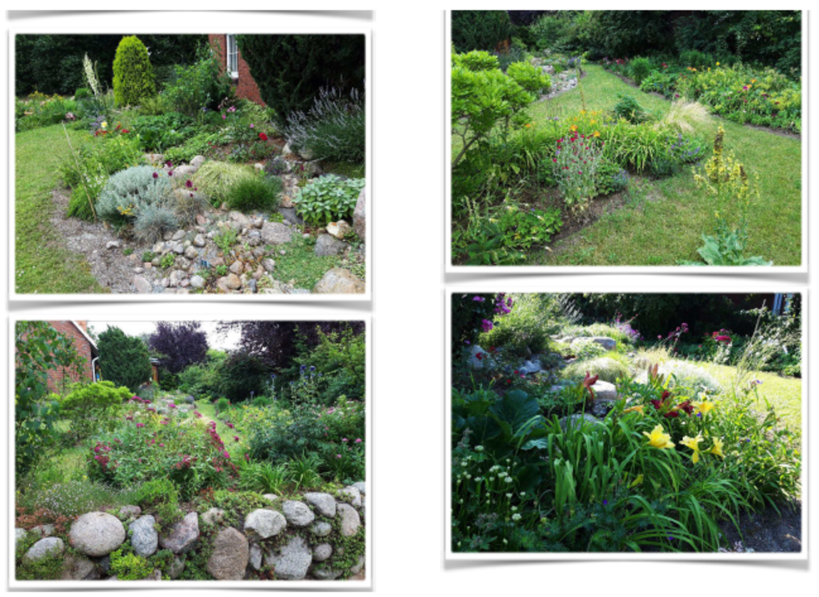 kat1_1: Viele Vorgärten in Neumünster sind bereits „klimafit“. Collage mehrerer Bilder aus einem Garten: es sind viele Blumen und andere Pflanzen zu sehen