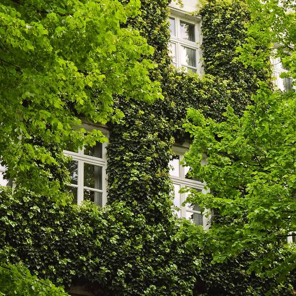 Grün bewachsenes Gebäude mit weißen Fenstern