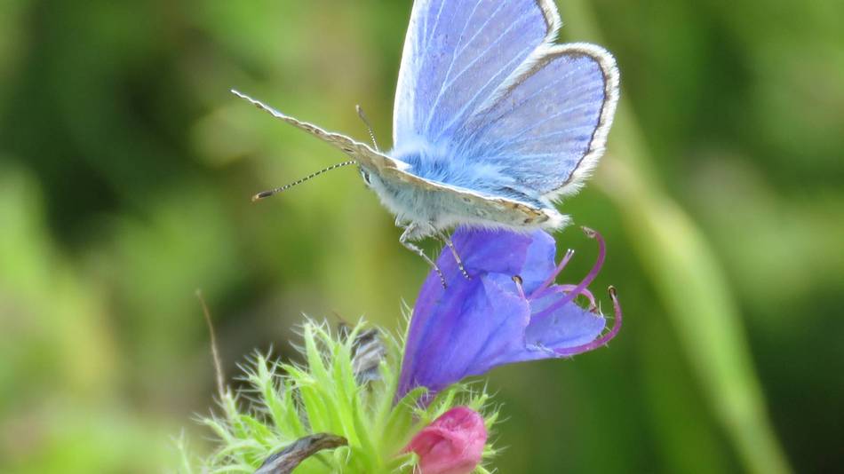 Bläuling (Schmetterling) auf Gewöhnlichem Natternkopf (Echium vulgare)