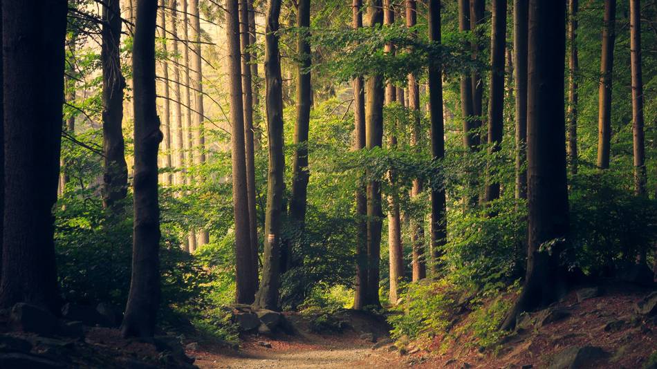 Symbolbild: Wald