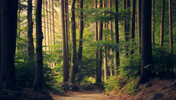 Symbolbild: Wald