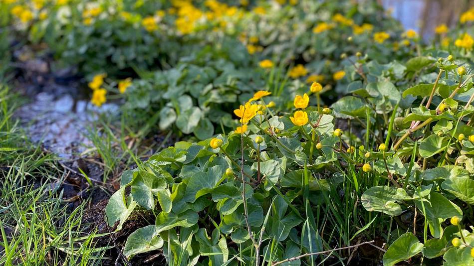 Sumpfdotterblumen