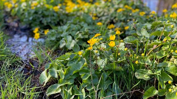 Sumpfdotterblumen