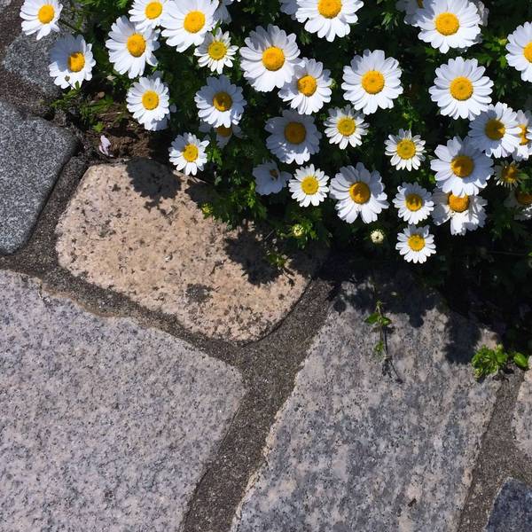 Pflastersteine und blühende Blumen