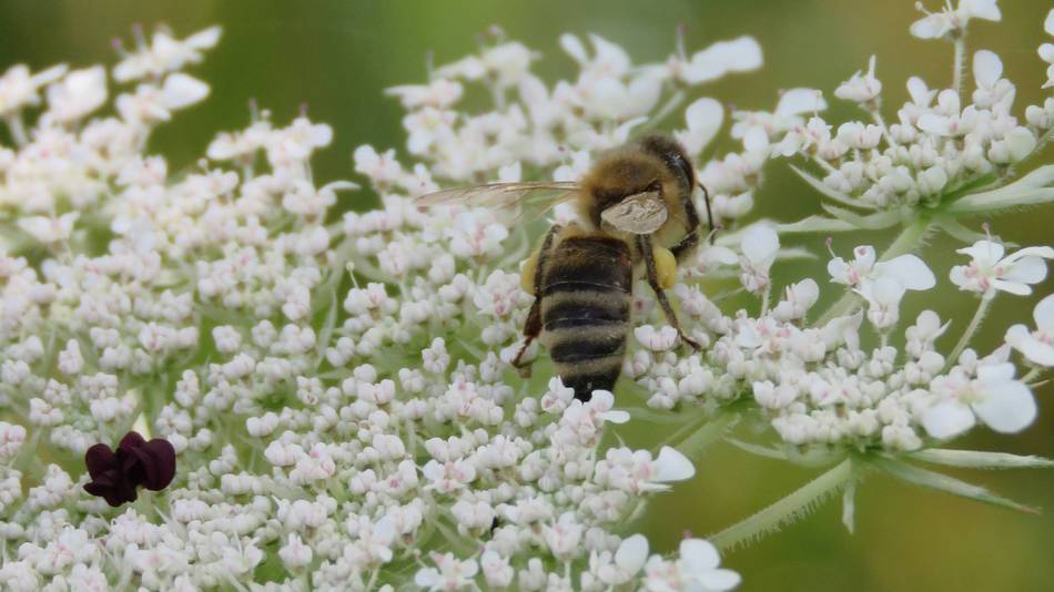 Honigbiene (Apis spec.) auf Wilder Möhre (Daucus Carota)